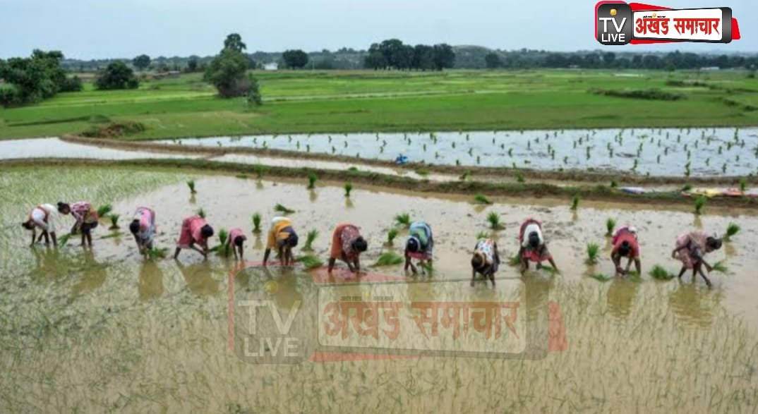 पंजाब में धान की सीधी बिजाई का 30 लाख एकड़ लक्ष्य तय, पढ़े पूरी ख़बर