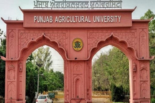 सत्ताधारी सरकारों की अनदेखी का शिकार Punjab Agriculture University, एक साल से अहम पोस्ट भी खाली